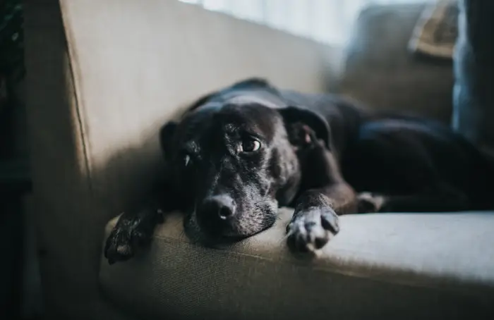 Veterinarians Are Sharing The Biggest Early Warning Signs Of Cancer In Dogs